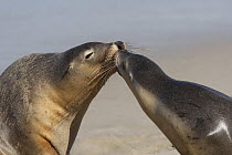 Two Australian sealions (Neophoca cinerea) touching noses on sandy beach, Kangaroo Island, South Australia