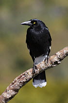 Pied Currawong (Strepera graculina) on branch, adult, South Australia