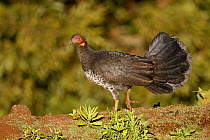 Brush Turkey (Alectura lathami), Lamington National Park, Queensland, Australia