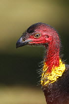 Brush Turkey (Alectura lathami) head portrait, Lamington National Park, Queensland, Australia