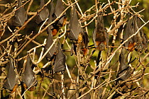 Grey Headed Flying Fox (Pteropus poliocephalus), colony roosting in trees, South Australia