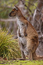 Western Grey Kangaroo, Kangaroo Island subspecies {Macropus fuliginosus fuliginosus} male scratching, Kangaroo Island, South Australia