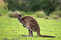 Western Grey Kangaroo, Kangaroo Island subspecies {Macropus fuliginosus fuliginosus} Kangaroo Island, South Australia