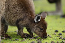 Western Grey Kangaroo, Kangaroo Island subspecies {Macropus fuliginosus fuliginosus} large joey feeding, Kangaroo Island, South Australia