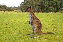 Western Grey Kangaroo, Kangaroo Island subspecies {Macropus fuliginosus fuliginosus} in habitat, Kangaroo Island, South Australia