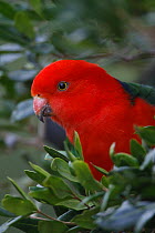 King parrot (Alisterus scapularis) male in tree, Lammington National Park, Queensland, Australia