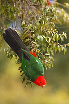 King parrot (Alisterus scapularis) male hanging upside-down in tree, Lammington National Park, Queensland, Australia