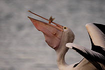 Australian Pelican (Pelecanus conspicullatus) adult feeding with fish in bill, Kangaroo Island, South Australia