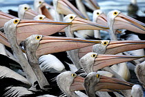 Australian Pelican (Pelecanus conspicullatus), mass of beaks, Kangaroo Island, South Australia