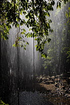 Rainforest waterfall, Belingen, New South Wales, Australia