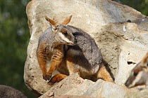 Yellow-footed Rock wallaby (Petrogale xanthopus), adult, Australia. Captive.