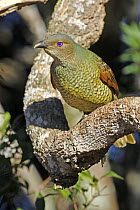 Female Satin Bowerbird female (Ptilonochrynchus violaceus), Lammington National Park, Queensland, Australia