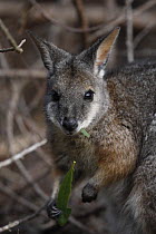 Tammar Wallaby (Macropus eugenii) adult feeding while holding a leaf in its paw, Kangaroo Island, South Australia