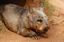Southern Hairy-nosed Wombat (Lasiorrhinus latifrons) relaxing in burrow entrance, Australia, captive