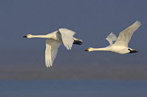 Two Bewick's swans (Cygnus columbianus bewickii) flying, Ouse Washes, Cambridgeshire, UK February
