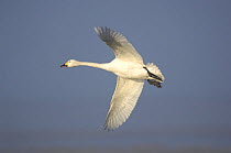 Bewick's swan (Cygnus columbianus bewickii) in flight, Ouse Washes, Cambridgeshire, UK February
