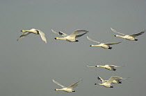Bewick's swans (Cygnus columbianus bewickii) flying, Ouse Washes, Cambridgeshire, UK February