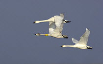 Bewick's swans (Cygnus columbianus), Two adults and one immature (with neck collar) in flight, Ouse Washes, Cambridgeshire, UK February