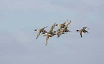 Pintail ducks (Anas acuta), courtship flights over Martin Mere, Lancashire, UK February