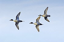 Pintail ducks (Anas acuta) in flight, Martin Mere, Lancashire, UK February