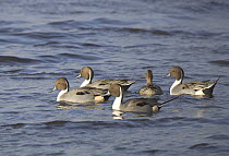 Pintail ducks (Anas acuta), Four males courting one female, Martin Mere, Lancashire, UK February