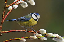 Blue tit (Parus caeruleus) perched among Pussy willows, West Sussex, England, UK