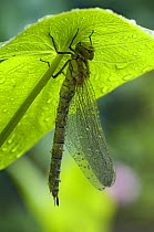 Brown hawker  / aeshna dragonfly (Aeshna grandis) newly emerged adult sheltering from rain, West Sussex, England, UK