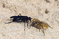 Spider hunting wasp (Entypus fulvicornis) hauling a paralised spider back to its burrow, Island of Sal, Cape Verde Islands