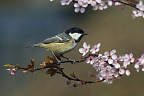 Coal tit (Periparus ater) perched amongst spring blossom, Buckinghamshire, England, UK.