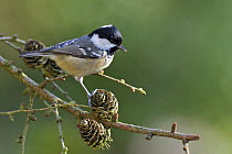 Coal tit (Periparus ater) perched on Larch cones, West Sussex, England, UK.