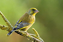 Male Greenfinch (Carduelis chloris) portrait on lichen covered twig, Hertfordshire, England, UK