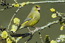 Male Greenfinch (Carduelis chloris) amongst Pussy willow catkins, Hertfordshire, England, UK