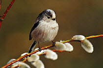 Long tailed tit (Aegithalos caudatus) perched on Sallow catkins, West Sussex, England, UK