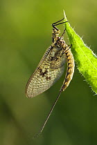 Green drake mayfly (Ephemera danica) on leaf, Subimago, Hertfordshire, England, UK