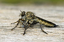 Robber Fly (Neoitamus cyanurus) feeding on small fly, Epping Forest, Essex, England, UK