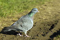Stock dove (Columba oenas) at the edge of a recently ploughed field, Lincolshire, England, UK