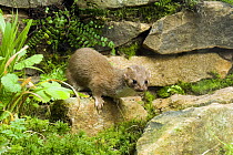 Weasel (Mustela nivalis) looking alert by stone wall, Captive, UK