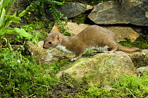 Weasel (Mustela nivalis) on stone by a stone wall, Captive, UK