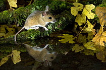 Wood mouse (Apodemus sylvaticus) by woodland pool in autumn, Captive, UK