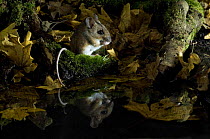 Wood mouse (Apodemus sylvaticus) cleaning by woodland pool in autumn, Captive, UK