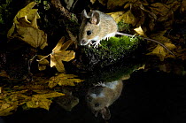 Wood mouse (Apodemus sylvaticus) by woodland pool in autumn, Captive, UK