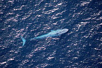 Aerial view of adult female Blue whale (Balaenoptera musculus), Sea of Cortez (Gulf of California), Baja California, Mexico (Pacific coast), Endangered species