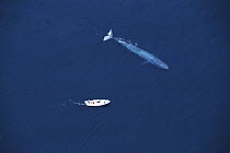 Aerial view of adult female Blue whale (Balaenoptera musculus) with research boat (7m long), Sea of Cortez (Gulf of California), Baja California, Mexico (Pacific coast), Endangered species