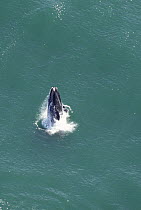 Aerial shot of Southern right whale (Eubalaena glacialis australis) breaching, Walker Bay, Western Cape, South Africa, Endangered species