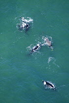 Aerial shot of Southern right whales (Eubalaena glacialis australis) mating group - including 'brindled' individual (was albino as a calf) Walker Bay, Western Cape, South Africa, Endangered species