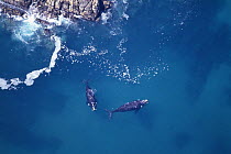 Aerial shot of two Southern right whale (Eubalaena glacialis australis) close to shore, Walker Bay, Western Cape, South Africa, Endangered species