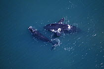 Aerial shot of two Southern right whales (Eubalaena glacialis australis) probably male and female 'courting', Walker Bay, Western Cape, South Africa, Endangered species