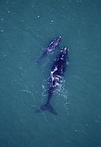 Aerial shot of Southern right whale (Eubalaena glacialis australis) mother and calf, Walker Bay, Western Cape, South Africa, Endangered species