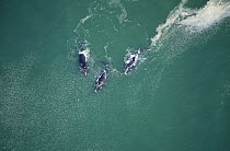 Aerial shot of Southern right whales (Eubalaena glacialis australis) mating group, Walker Bay, Western Cape, South Africa, Endangered species
