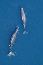 Aerial view two adult Sperm whales (Physeter macrocephalus / catodon) at surface, Sea of Cortez, Baja California, Mexico, Endangered species